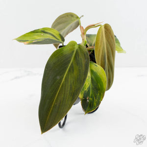 Philodendron Gigas Variegated (wk17-UJ)