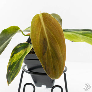 Philodendron Gigas Variegated (wk17-UJ)