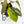 Philodendron Gigas Variegated (wk17-UJ)