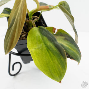 Philodendron Gigas Variegated (wk17-UJ)