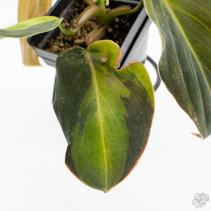 Philodendron Gigas Variegated (wk17-UJ)