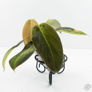 Philodendron Gigas Variegated (wk17-UJ)