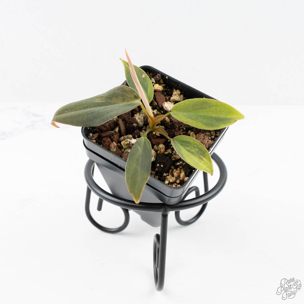 philodendron gigas buy Philodendron Gigas Variegated (wk24-A) – Rare Plant Fairy