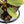 Philodendron Gigas Variegated (wk24-A)