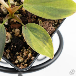 Philodendron Gigas Variegated (wk24-A)
