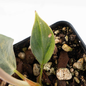 Philodendron Gigas Variegated (wk24-A)
