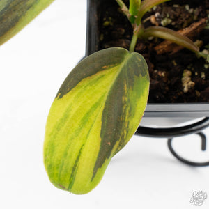 Philodendron Gigas Variegated (wk26-UH)