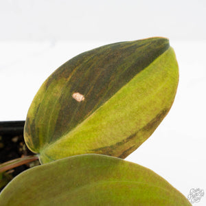 Philodendron Gigas Variegated (wk26-UH)