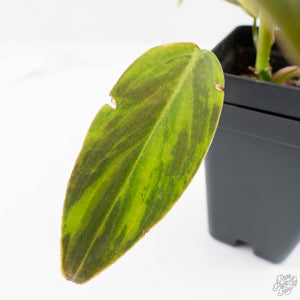 Philodendron Gigas Variegated (wk26-UH)