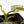 Philodendron Gigas Variegated (wk26-UH)