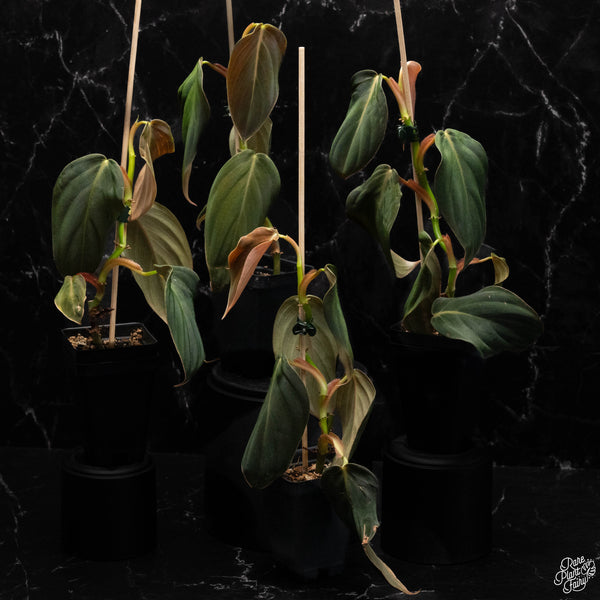 Philodendron gigas *Grower's choice*