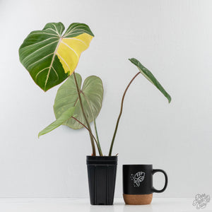 Philodendron Gloriosum Albo Variegated *Type 1* (wk42-U176)