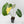 Philodendron Gloriosum Albo Variegated *Type 1* (wk42-U176)