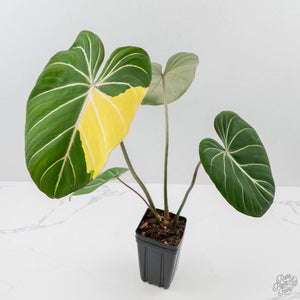 Philodendron Gloriosum Albo Variegated *Type 1* (wk42-U176)