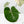 Philodendron Gloriosum Albo Variegated *Type 1* (wk42-U176)