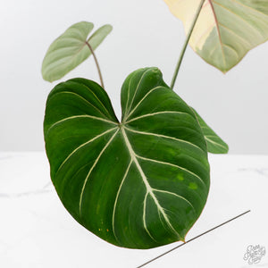Philodendron Gloriosum Albo Variegated *Type 1* (wk42-U176)