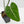 Philodendron Gloriosum Albo Variegated *Type 1* (wk42-U176)