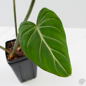 Philodendron Gloriosum Albo Variegated *Type 1* (wk42-U176)