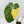 Philodendron Gloriosum Albo Variegated *Type 1* (wk42-U176)