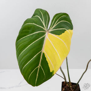 Philodendron Gloriosum Albo Variegated *Type 1* (wk42-U176)