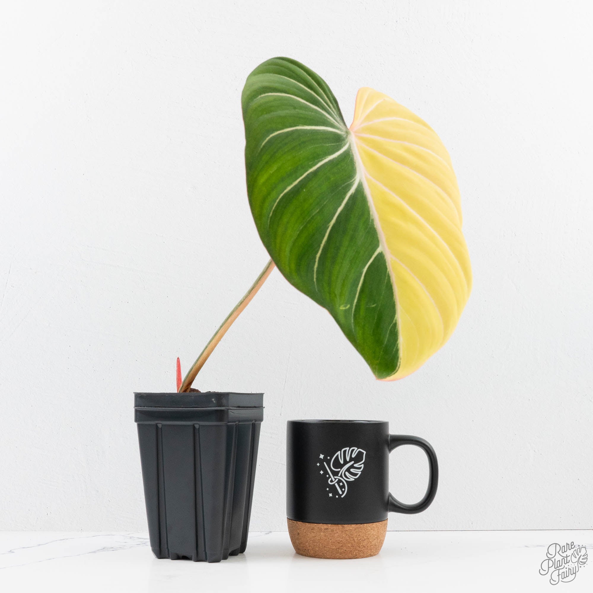 Products – Page 11 – Rare Plant Fairy