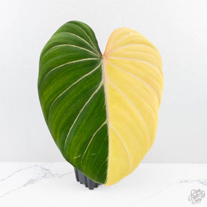 Philodendron Gloriosum Albo Variegated *Type 1* (wk26-UK)