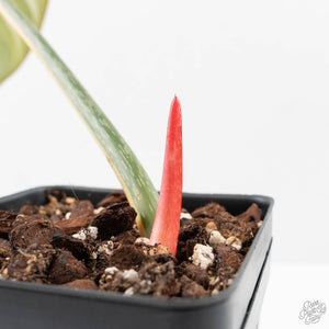 Philodendron Gloriosum Albo Variegated *Type 1* (wk26-UK)