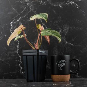 Philodendron Gloriosum Marble Pink Variegated *Type 4* (wk42-U50)