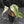 Philodendron Gloriosum Marble Pink Variegated *Type 4* (wk42-U50)