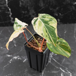 Philodendron Gloriosum Marble Pink Variegated *Type 4* (wk42-U50)