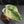 Philodendron Gloriosum Marble Pink Variegated *Type 4* (wk42-U50)