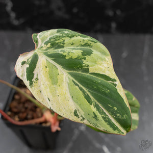 Philodendron Gloriosum Marble Pink Variegated *Type 4* (wk42-U50)