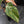 Philodendron Gloriosum Marble Pink Variegated *Type 4* (wk42-U50)