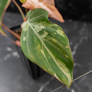 Philodendron Gloriosum Marble Pink Variegated *Type 4* (wk42-U50)