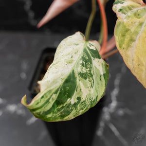 Philodendron Gloriosum Marble Pink Variegated *Type 4* (wk42-U50)