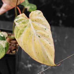 Philodendron Gloriosum Marble Pink Variegated *Type 4* (wk42-U50)