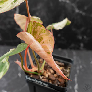 Philodendron Gloriosum Marble Pink Variegated *Type 4* (wk42-U50)