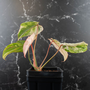Philodendron Gloriosum Marble Pink Variegated *Type 4* (wk42-U50)