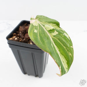 Philodendron Gloriosum Marble Pink Variegated *Type 4* (wk28-UF)