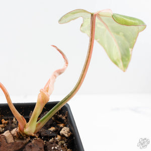 Philodendron Gloriosum Marble Pink Variegated *Type 4* (wk28-UF)