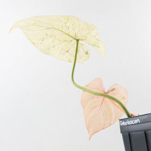 Philodendron Gloriosum Marble Pink Variegated *Type 4* (wk31-UA)
