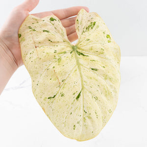 Philodendron Gloriosum Marble Pink Variegated *Type 4* (wk31-UA)