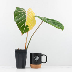 Philodendron Gloriosum Albo Variegated *Type 1* (wk32-UD)