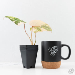 Philodendron Gloriosum Variegated *Type 2* (wk29-C)