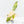 Philodendron Gloriosum Variegated *Type 2* (wk29-C)