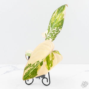 Philodendron Gloriosum Variegated *Type 2* (wk29-C)