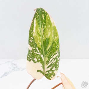 Philodendron Gloriosum Variegated *Type 2* (wk29-C)