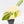 Philodendron Gloriosum Variegated *Type 2* (wk29-C)