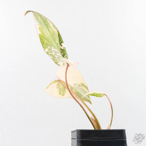 Philodendron Gloriosum Variegated *Type 2* (wk29-C)