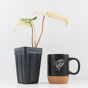 Philodendron Gloriosum Marble Pink Variegated *Type 4* (wk32-UG)